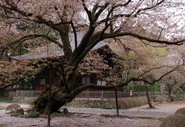 広園寺 山桜