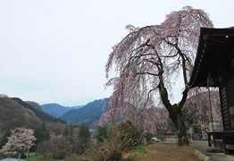 宗関寺　観音堂のしだれ桜