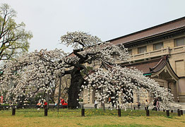 東京国立博物館　吉野枝垂桜