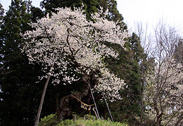 赤坂の薬師桜