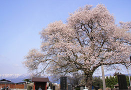 称名寺阿弥陀堂の桜