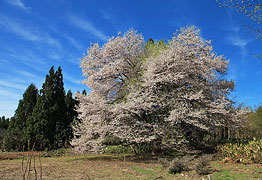 喜三郎桜