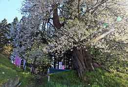 子守堂の桜