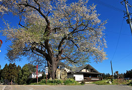 相応院門前の桜