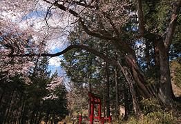 阿夫利神社の彼岸桜