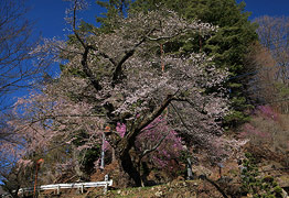 膝立の天王桜