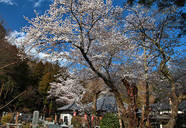 桂林寺の彼岸桜