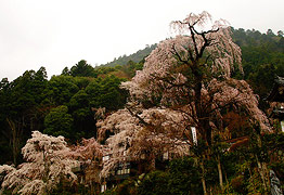 西谷参道の桜