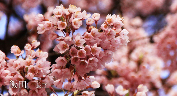 飯田の桜