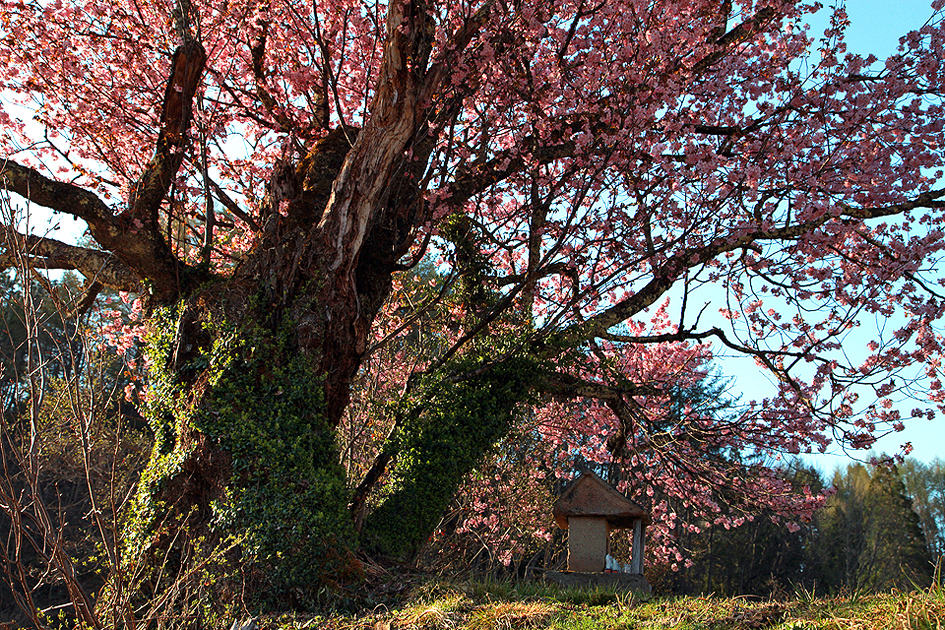 五十嵐家稲荷様の桜
