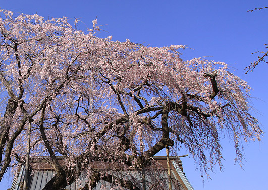 長光寺のしだれ桜