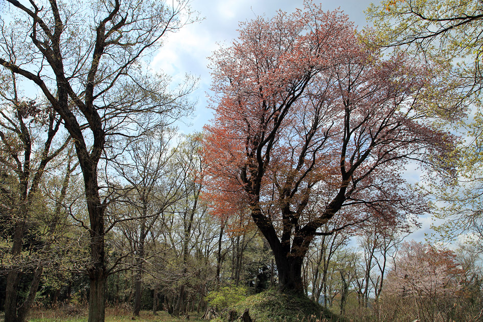 行人塚の山桜