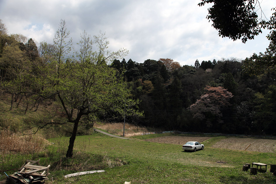 行人塚の山桜