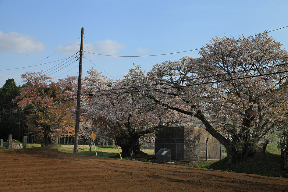旧久住村役場前の山桜