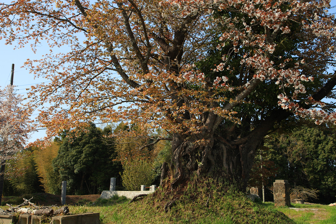 旧久住村役場前の山桜1