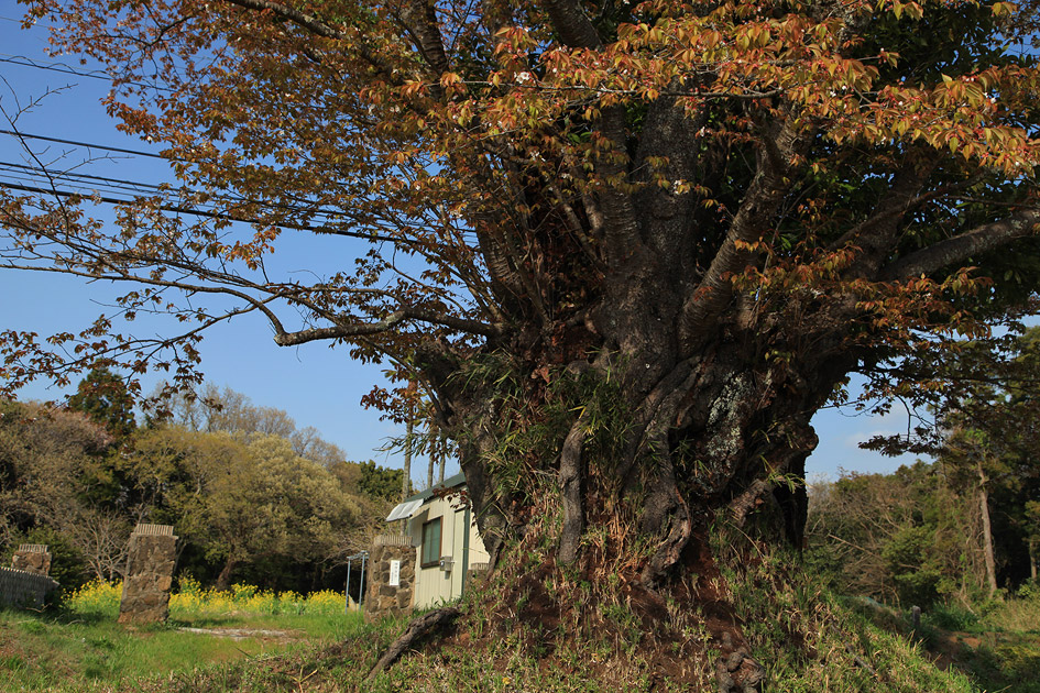 旧久住村役場前の山桜1