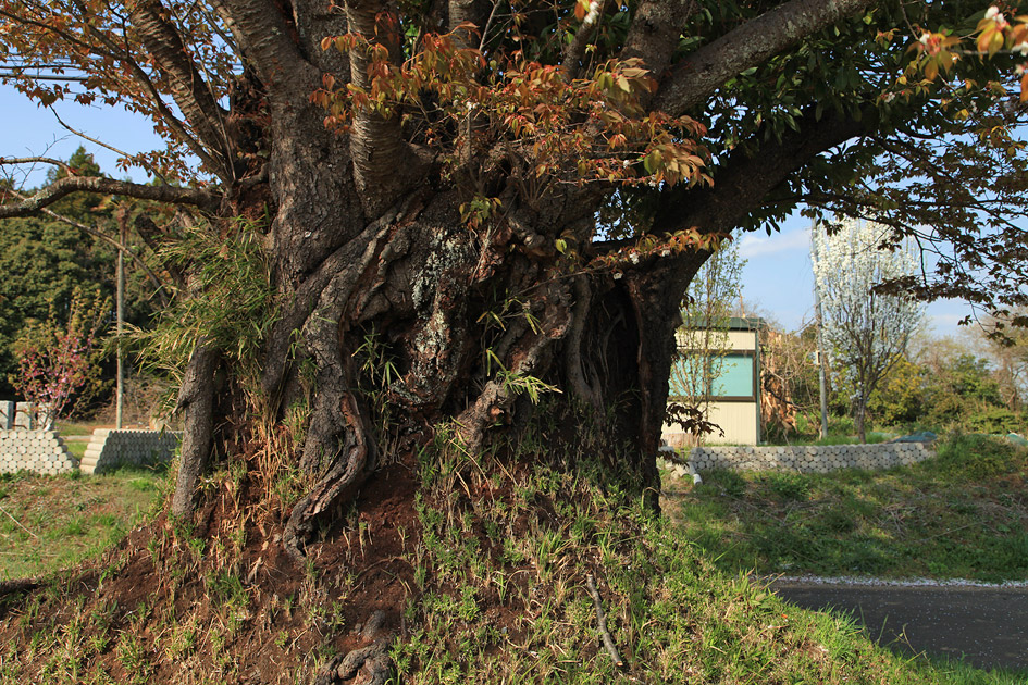 旧久住村役場前の山桜1