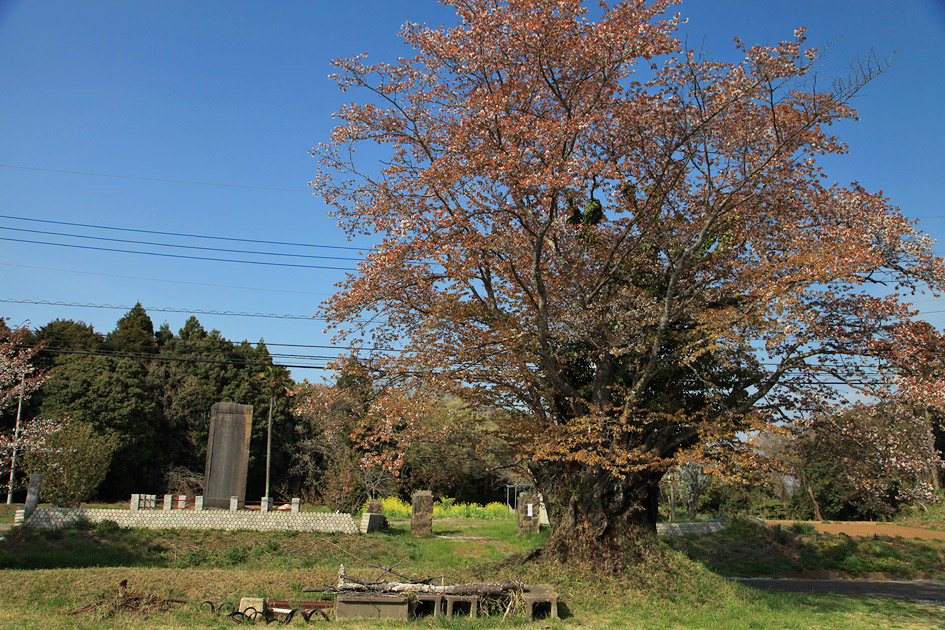 旧久住村役場前の山桜1