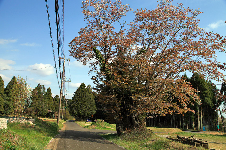 旧久住村役場前の山桜1