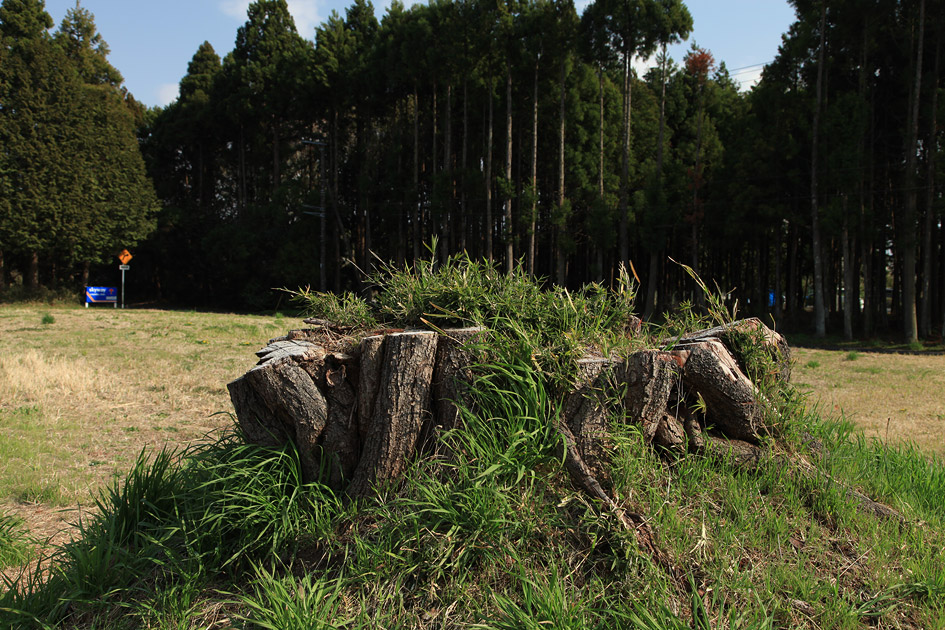 旧久住村役場前の山桜1