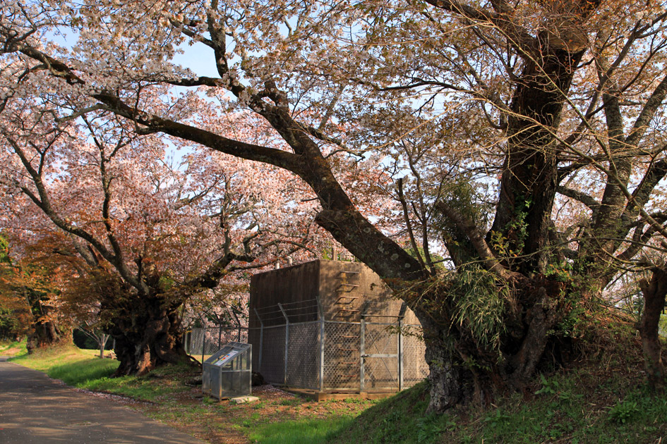 旧久住村役場前の山桜3