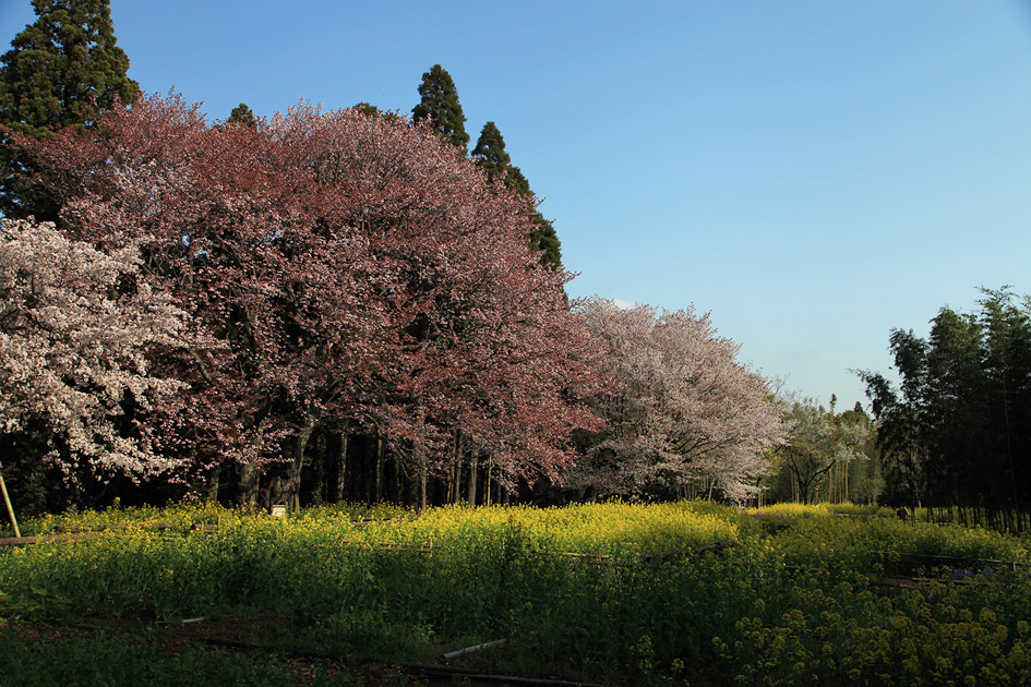 大俵の一本桜