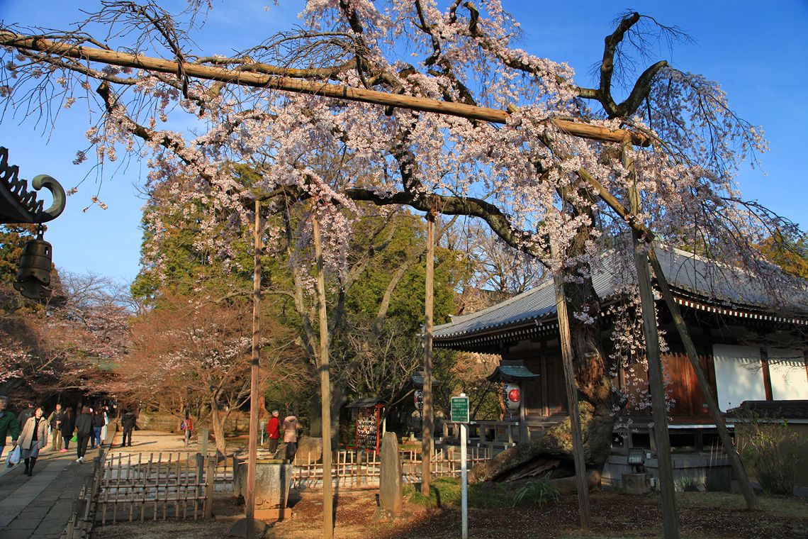 東漸寺のしだれ桜