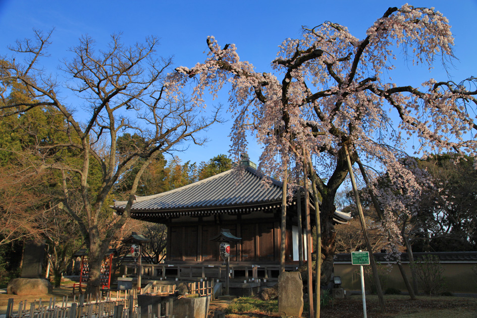 東漸寺のしだれ桜