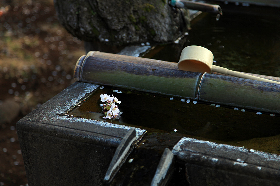 東漸寺のしだれ桜