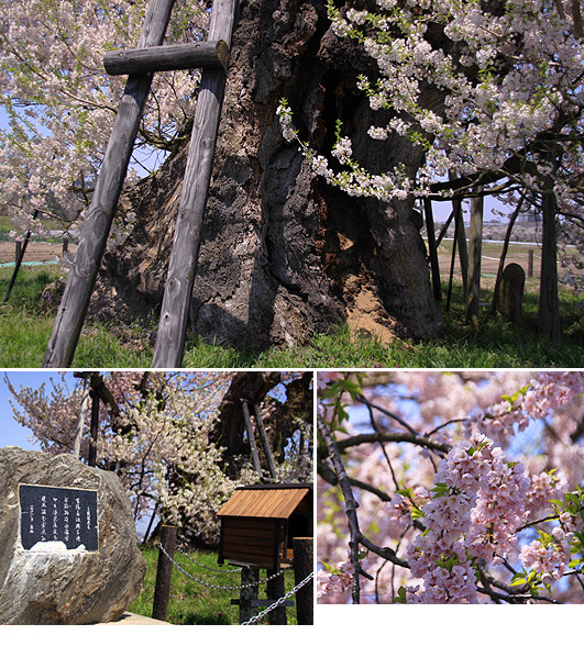 米沢 千歳桜