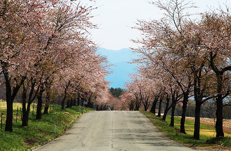 猪苗代町町営牧場の桜並木