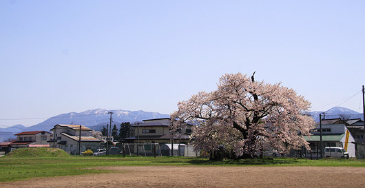 古御田の種蒔桜