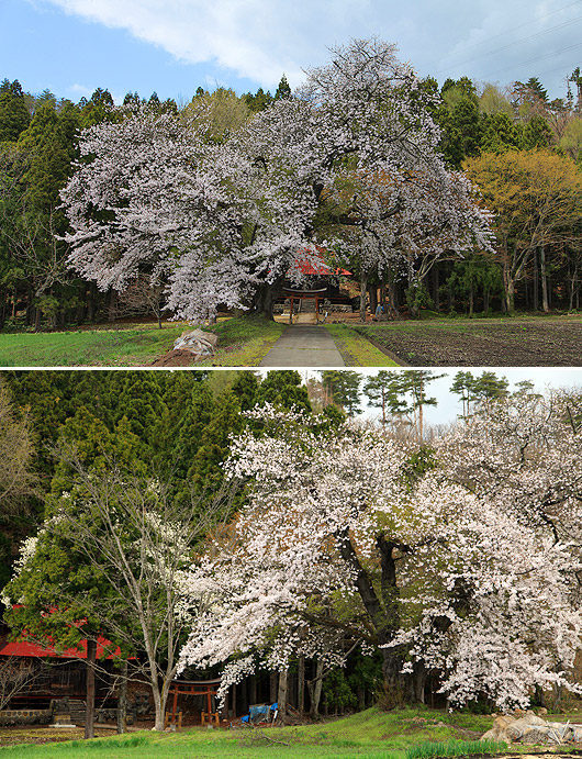 八幡神社の桜