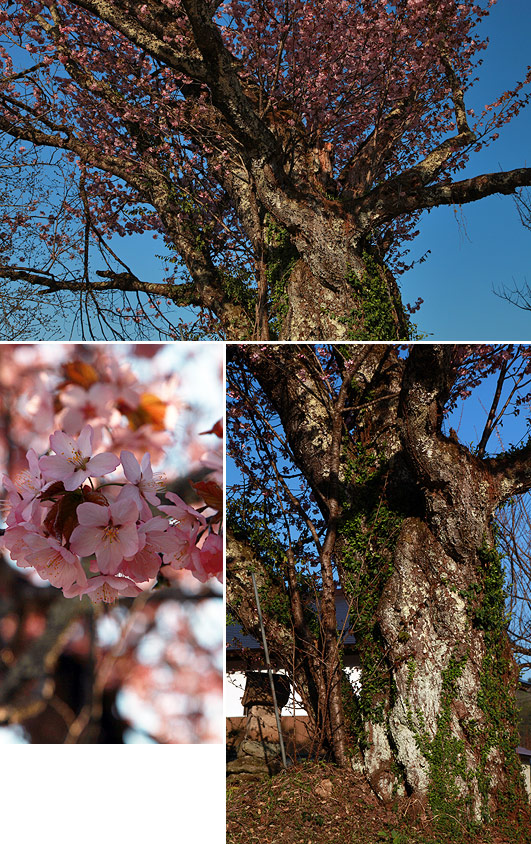 五十嵐家稲荷様の桜