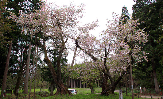 磐椅神社 大鹿桜