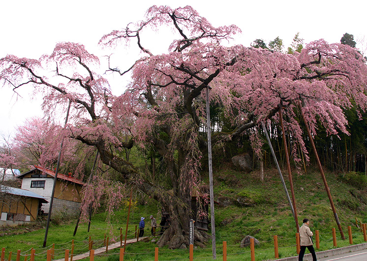 紅枝垂地蔵桜