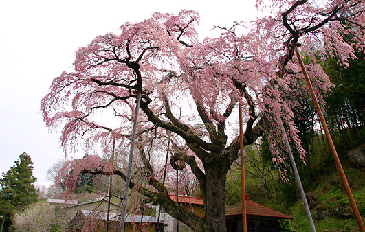 紅枝垂地蔵桜