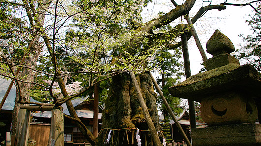 蚕養神社の峰張桜