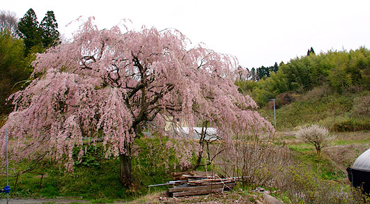 込木地蔵桜