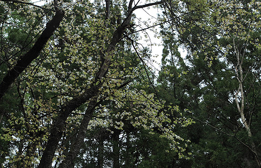 松坂峠の大桜