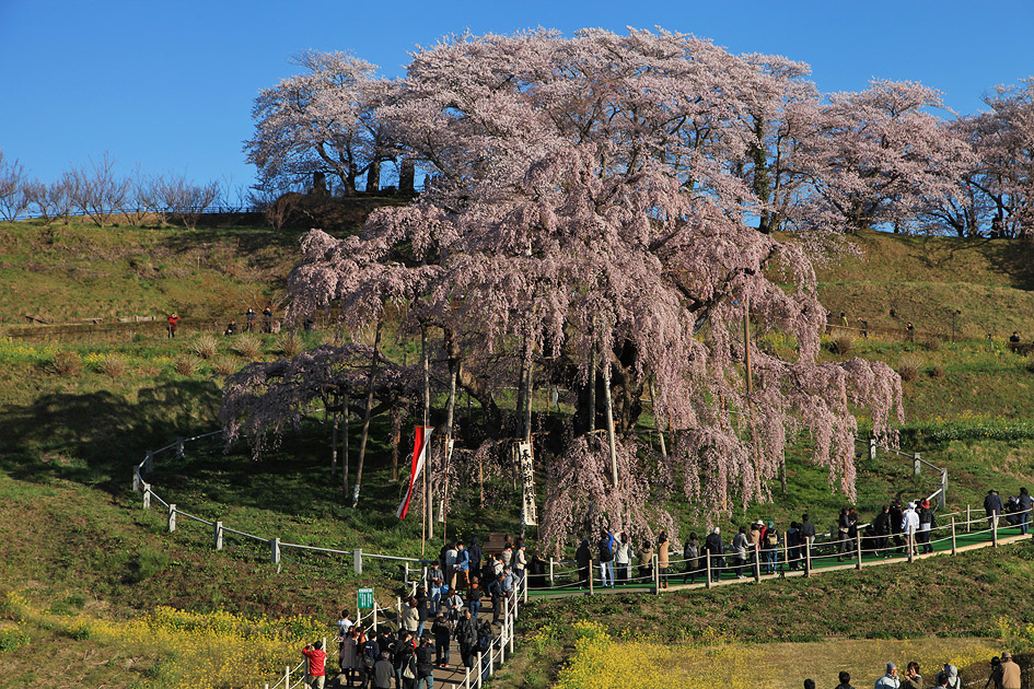 三春 滝 桜