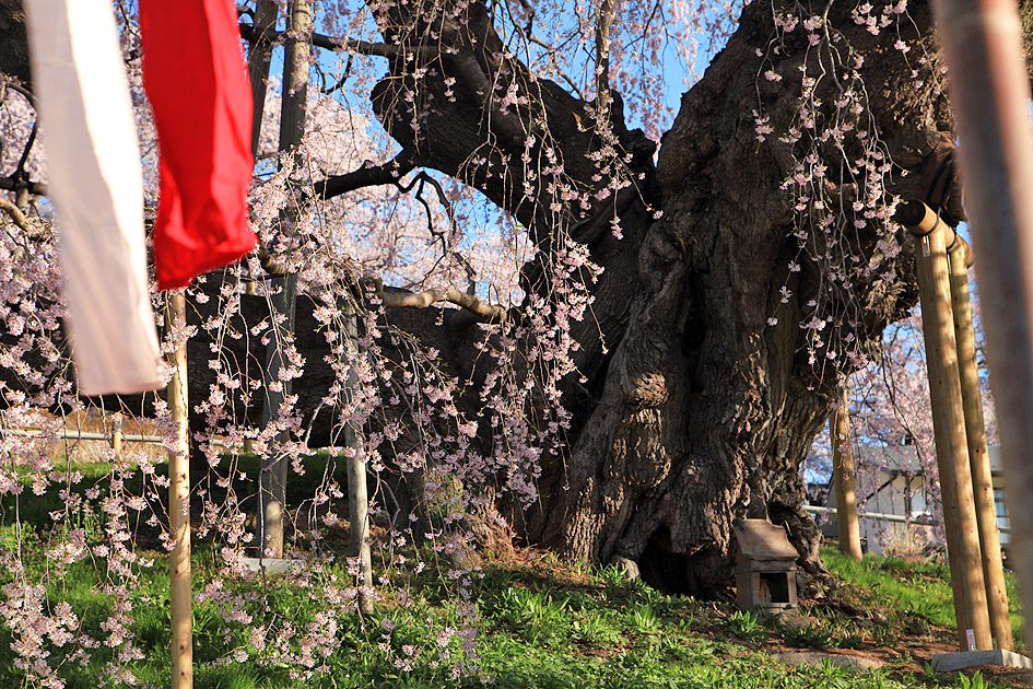 三春滝桜
