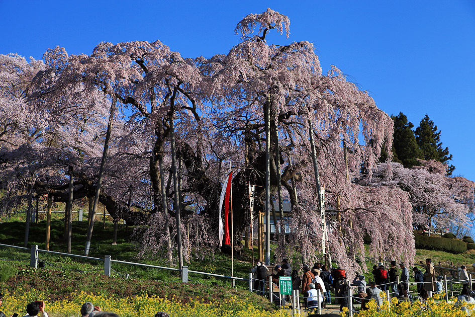 三春滝桜