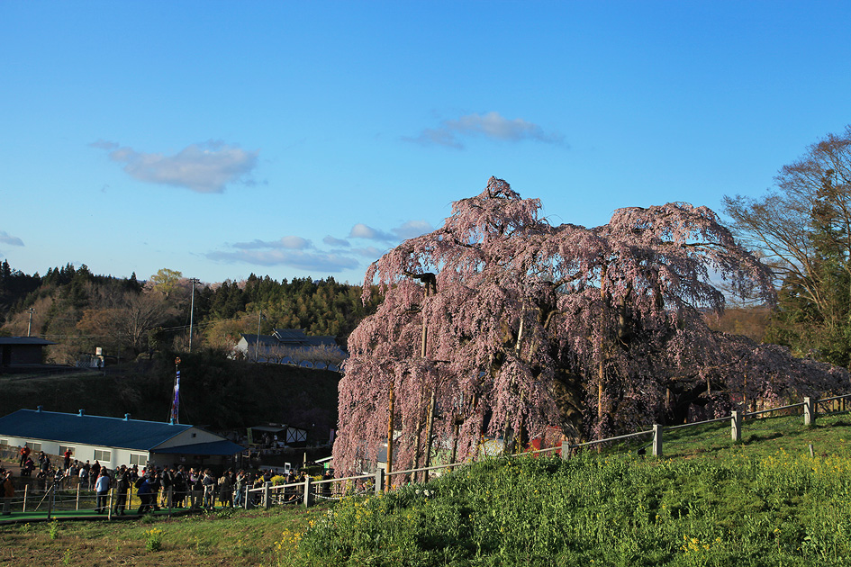 三春滝桜