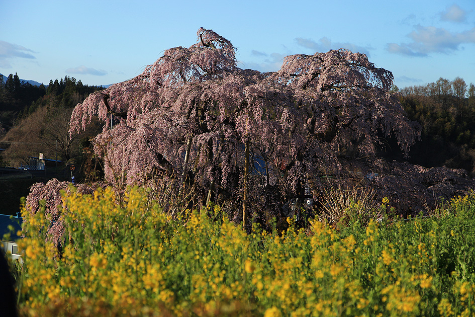 三春滝桜