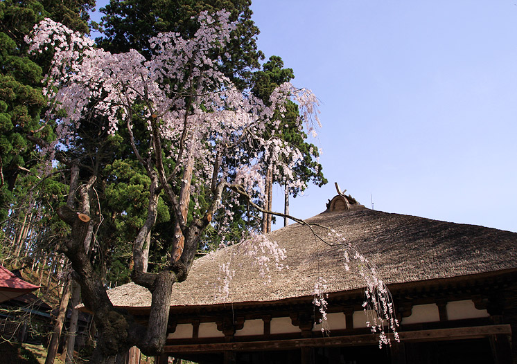 新宮熊野神社 しだれ桜