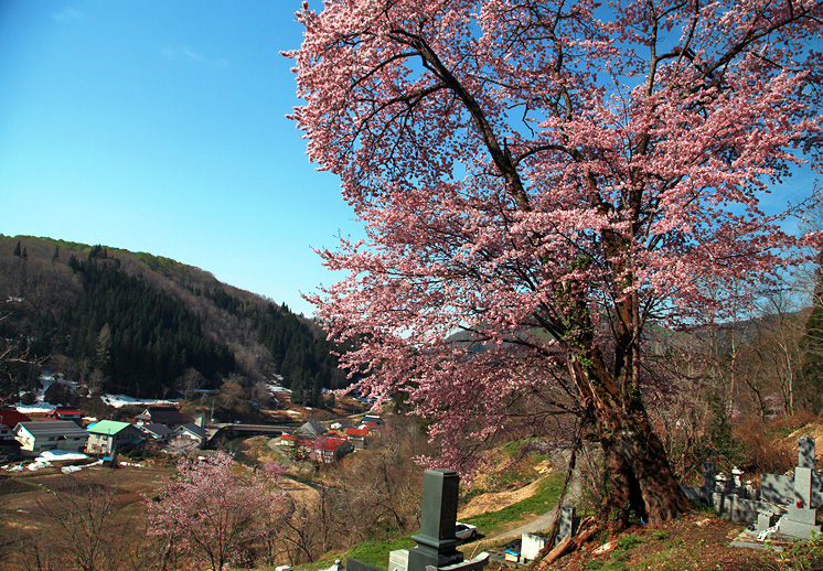 龍泉寺墓地の桜