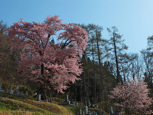 龍泉寺墓地の桜