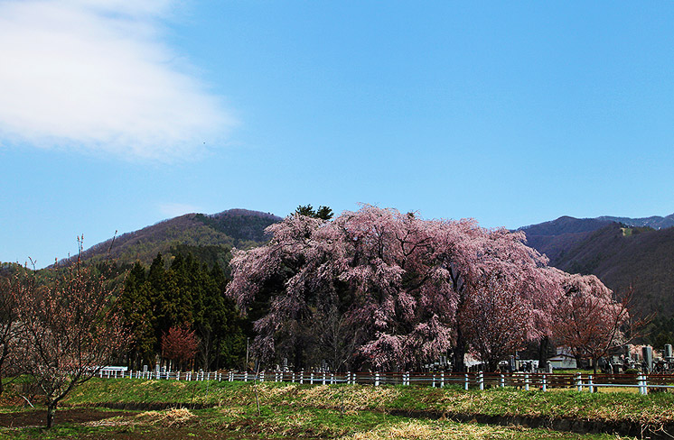白津の桜