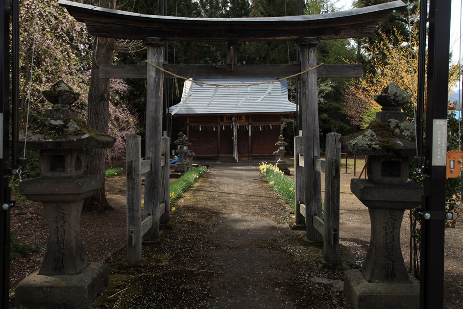 東湖神社の桜
